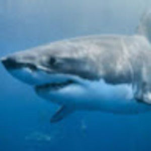 Meet your Posher, Zoe